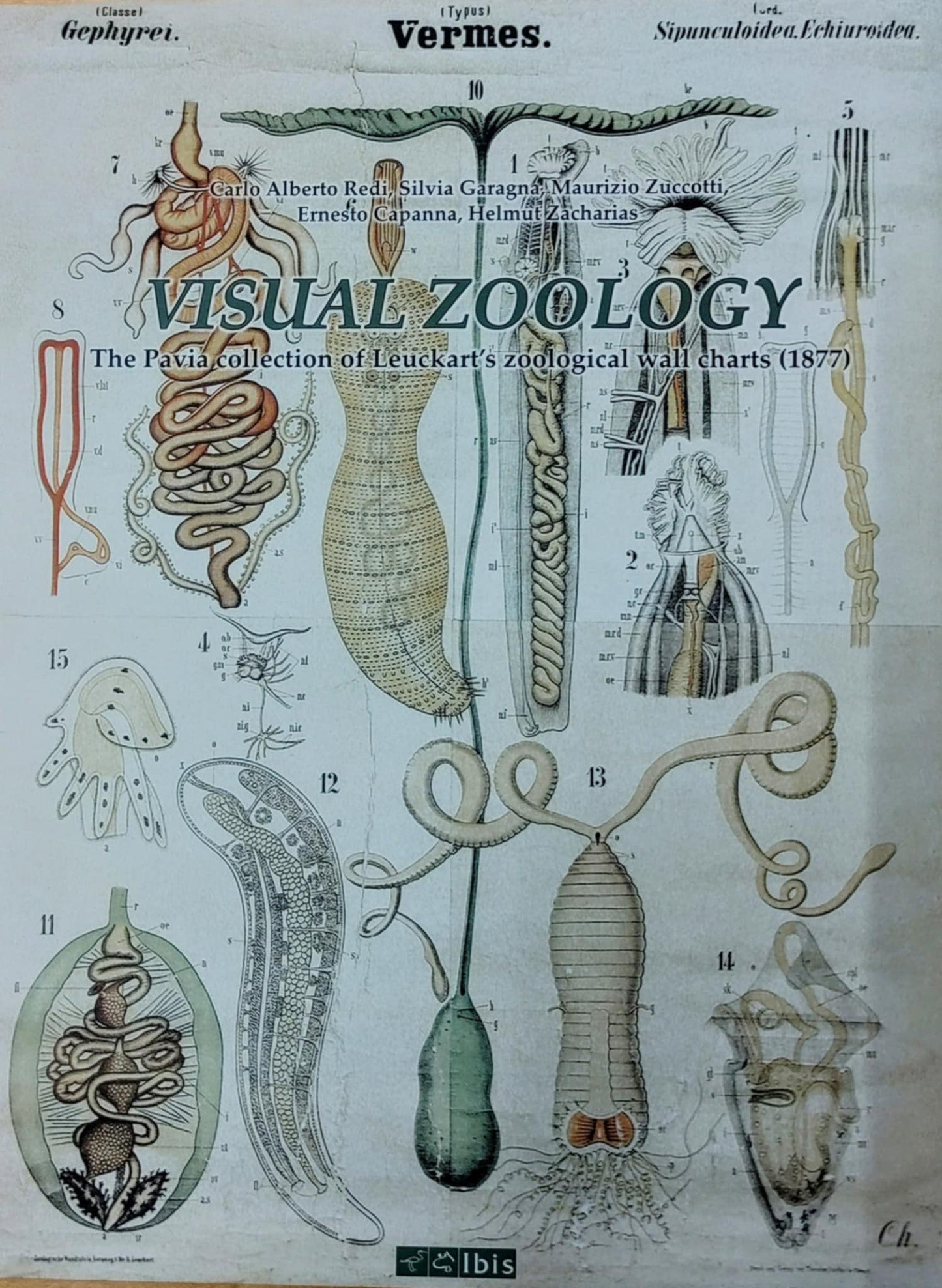 Carlo Alberto Riedi - Visual Zoology